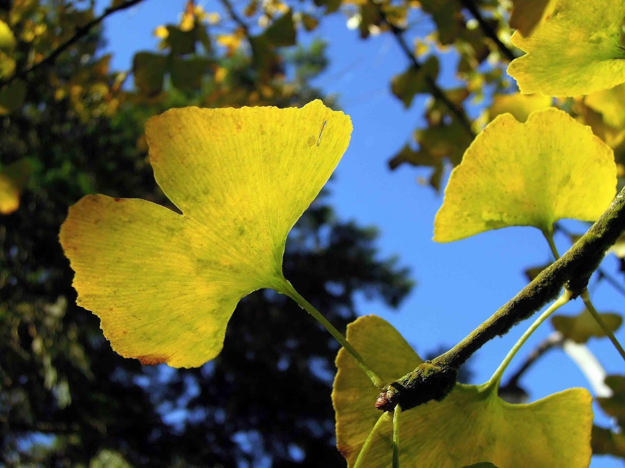 Ginkgo Hotel Luku Kültér fotó